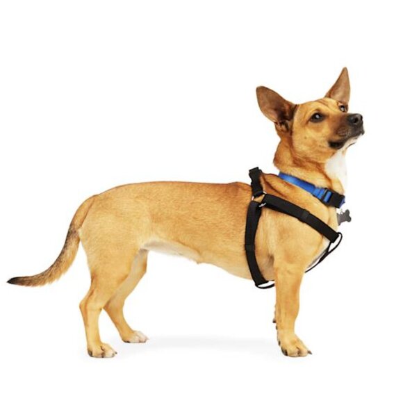 Youly Dog Harness in black - Picture 3 of 6
